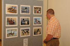 man looking at duck stamp art
                                    